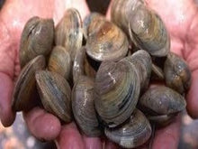 Load image into Gallery viewer, LIVE MANILA CLAMS 5 LB BAG
